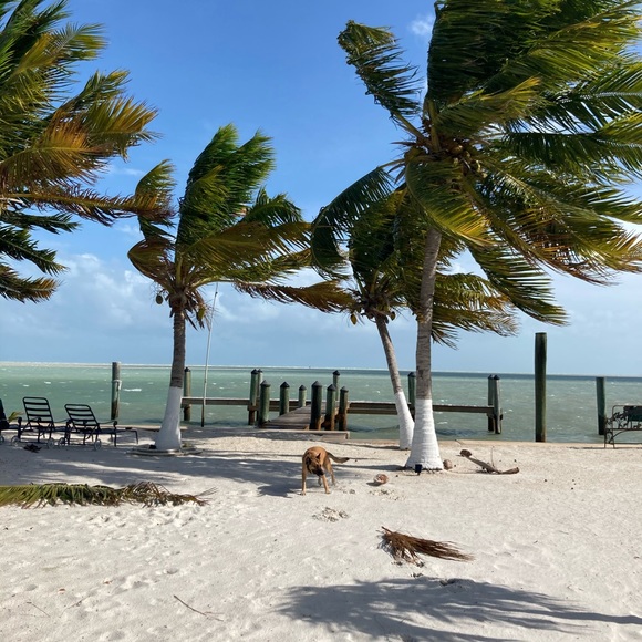 Meet your Posher, Shirl - Picture 8 of 12